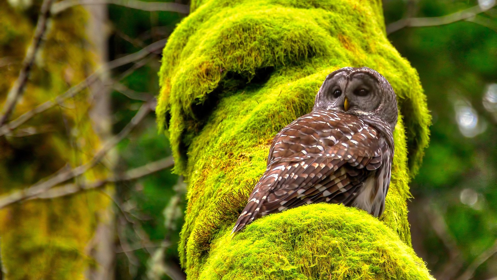 爱游戏电竞-2024年NBA裁判判罚细则：新规则带来哪些变化？，nba裁判14号