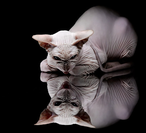 爱游戏娱乐-ESPN称伊朗为“雪地战术大师”，伊朗雪山