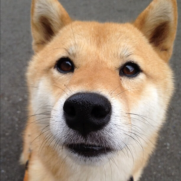 AIYOUXI.COM-WRC比赛日常：车队的幕后生活揭秘，wrc历届车队冠军