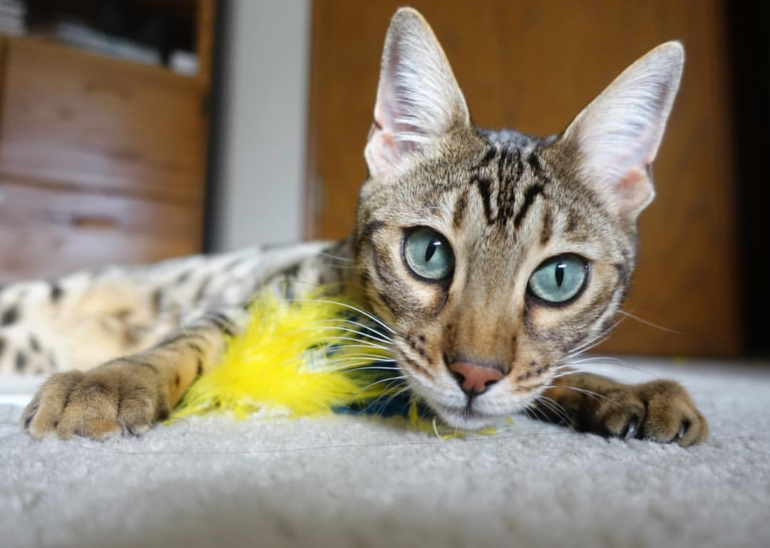 _乒乓球+网球:体育融合创新赛事_,乒乓球网球是什么意思