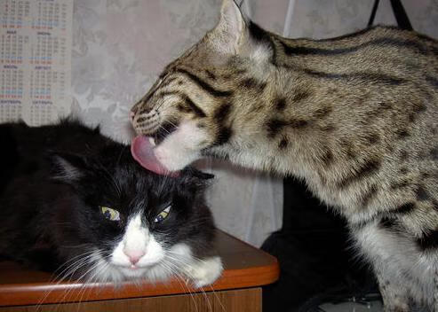 _多场精彩对决：决赛日让人期待_，决赛精彩纷呈