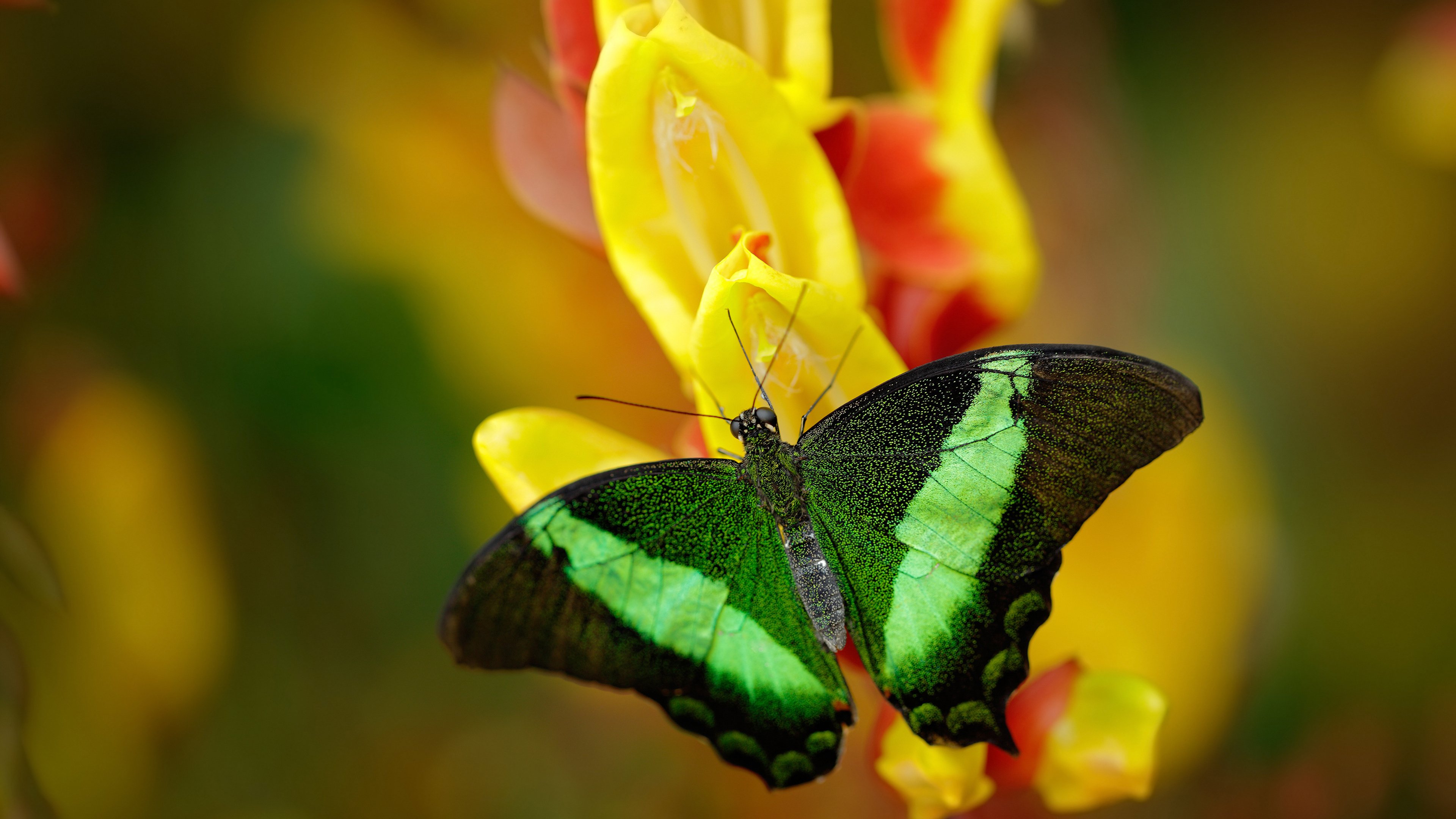 AYX GAMING-_短道赛：快节奏高强度，考验运动员应变能力_，短道速跑冠军