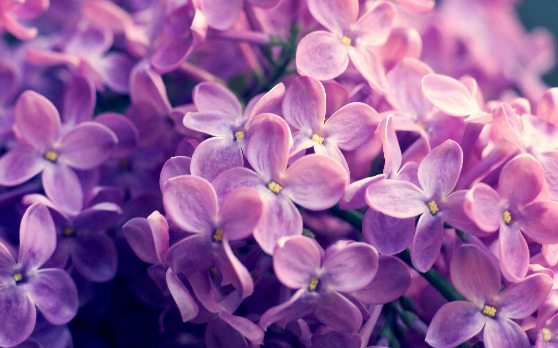 _篮网队攻击火力全开，实力不容小觑_，篮网队篮球