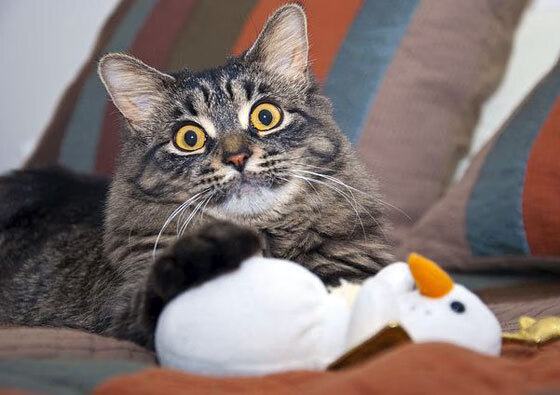 《最受期待的直播嘉宾：明星主播加盟助阵》，见证下一个明星主播报名