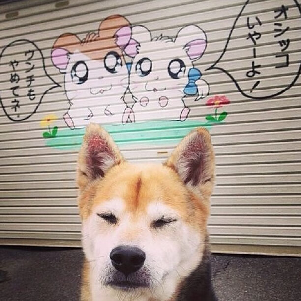 爱游戏app-上海申花客场表现强势，积分榜上升，上海申花阵型