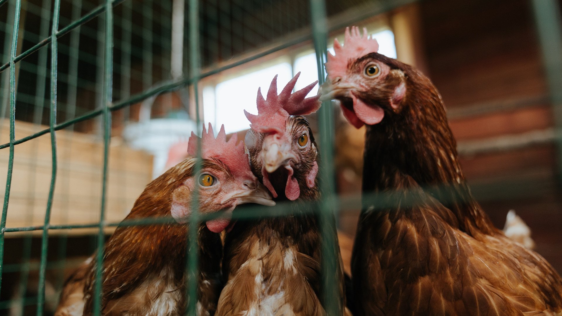 国家队梯队管理制度改革试点启动，梯队级别