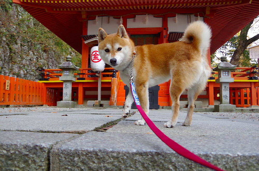 品牌战略布局电竞：多角度、多渠道带来新转机，2019电竞营销品牌研究报告