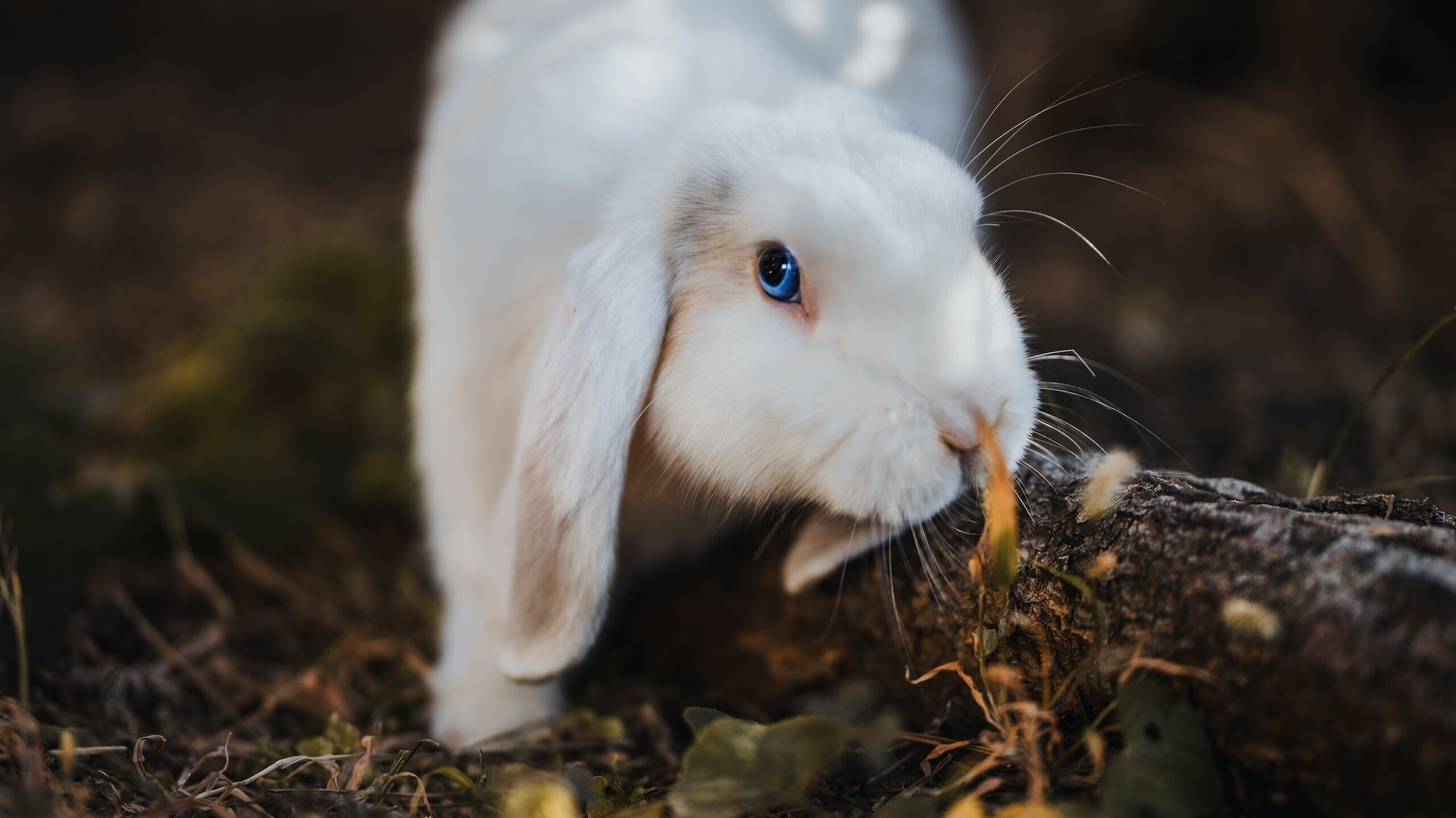 爱游戏平台-城市夜跑文化节，点亮全民运动新风尚，夜跑活动宣传文案