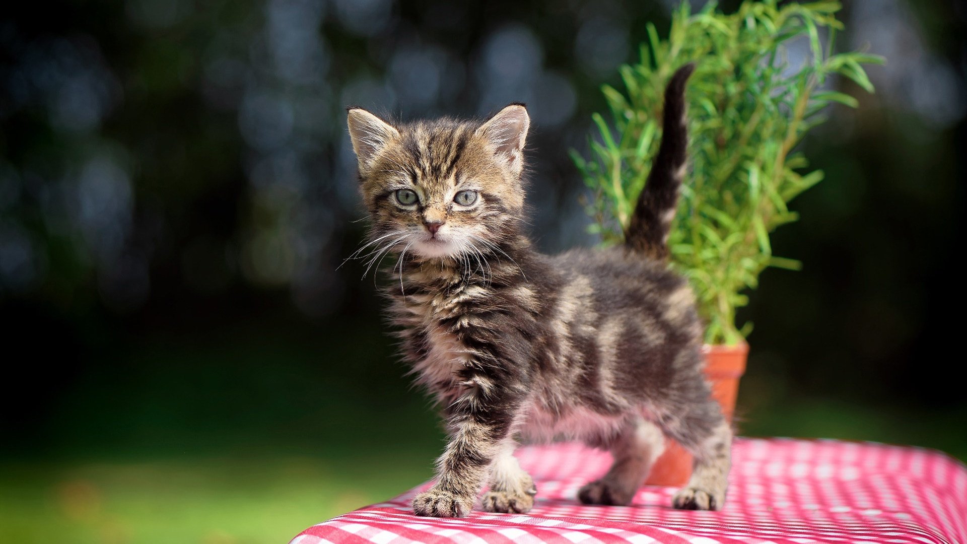 深度分析：当季最具潜力的两个明星PK，明星潜力股