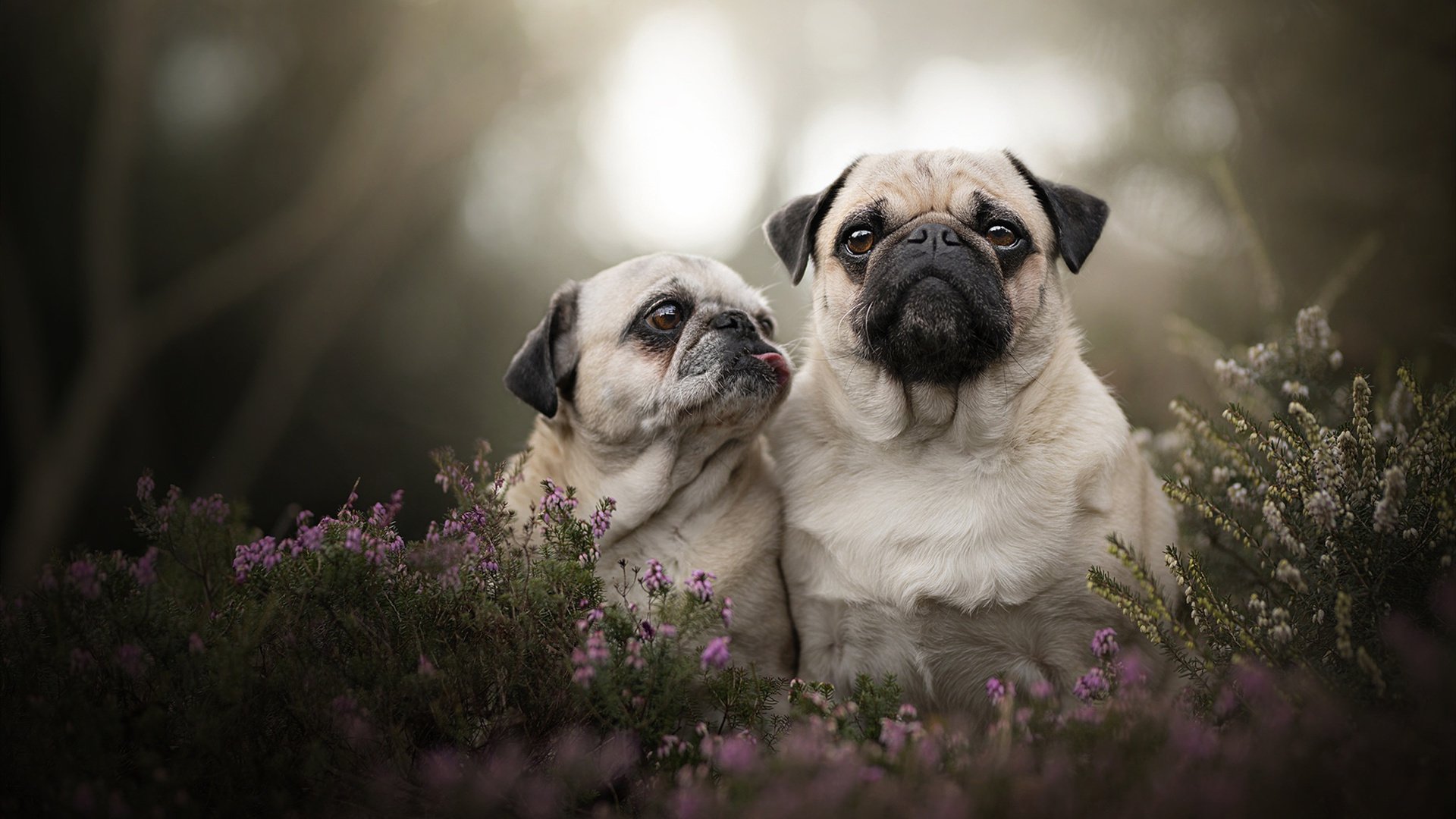 AYX体育-皇马快速反击战术：抓住每一个反击良机，皇马快速反击视频