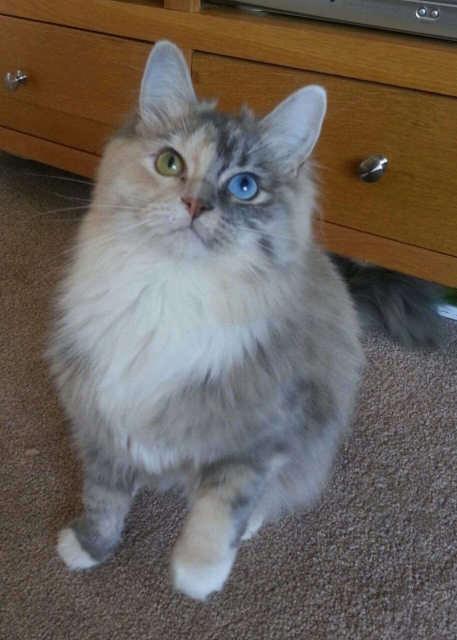 老将发光发热，奇才续写胜利篇章