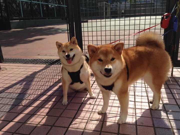 国家队凭借欧国联实力，积极备战欧锦赛战役，欧锦赛2021主办国