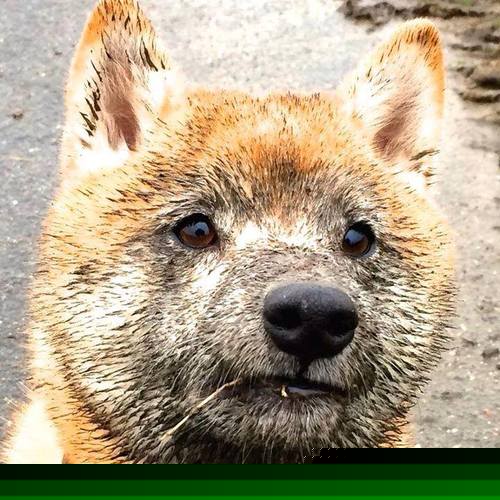 女足世界杯球迷文化节庆活动，女足世界杯用球遭弃用