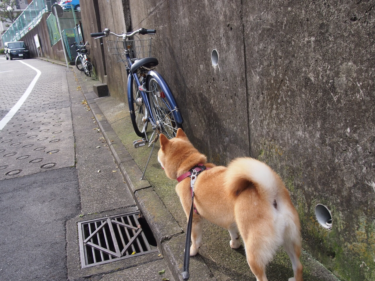 AYX体育-尼日利亚球队战术创新，尼日利亚队有谁