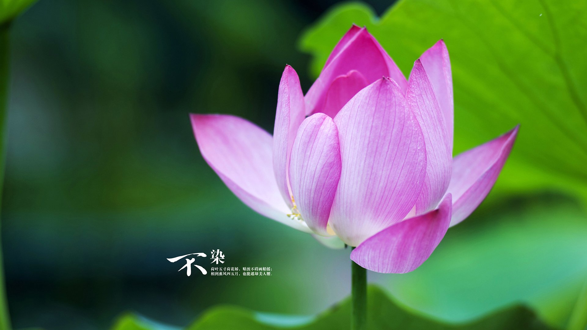 德国羽毛球队在本届奥运会上未获得奖牌，中国德国羽毛球奥运会