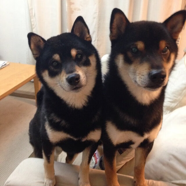 爱游戏平台-掘金逆转公牛，关键一役中约基奇带伤作战，掘金中锋约基奇是哪国人