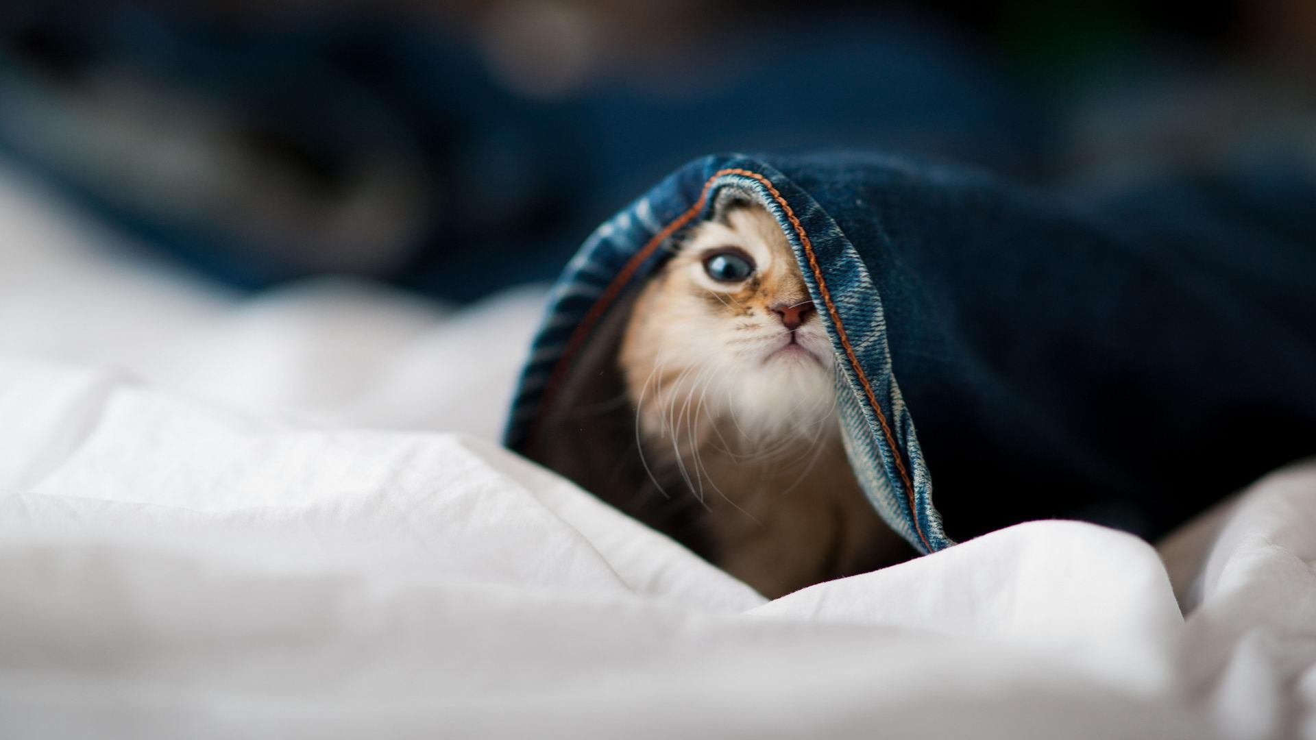 AIYOUXI.COM-替补表现是否决定球队下限，替补球员规则