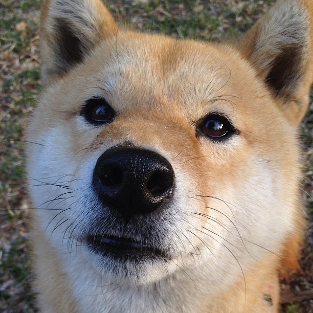 AYX SPORTS-深圳佳兆业球队经过全队努力，实现胜利，深圳佳兆业足球俱乐部官网