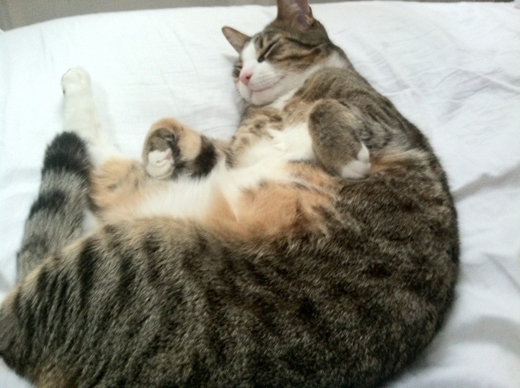 深圳佳兆业球队经过全队努力,实现胜利,深圳佳兆业足球俱乐部官网