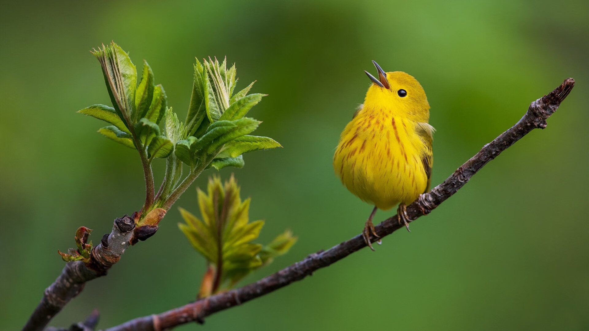 瑞士男足在巴黎奥运会比赛中以3-2战胜德国，瑞士男子足球