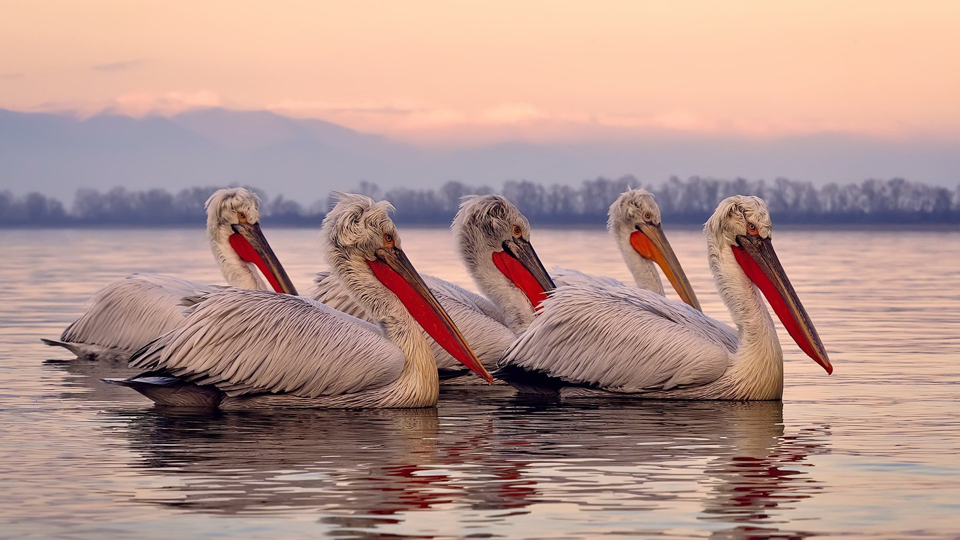 篮球运动员专项技能动作规范化训练体系，篮球运动员专项技能特征