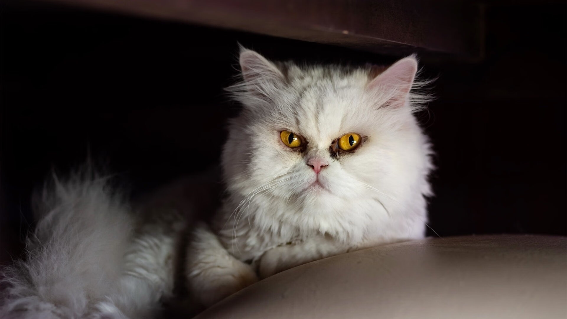 英超球队构建语义事件数据库用于VAR争议教学分析，2021年英超各球队英文简写