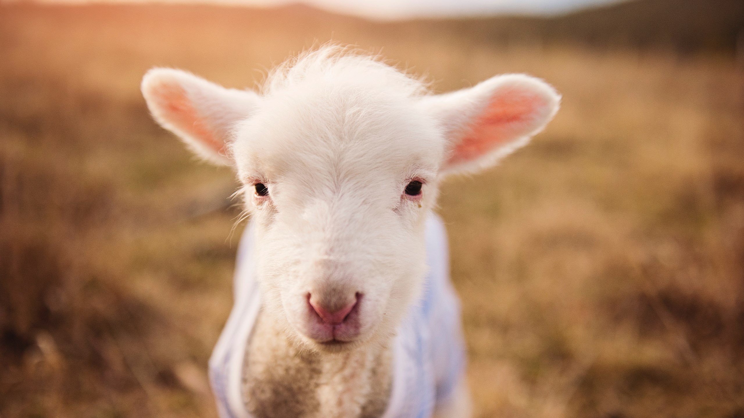 AYX体育-国际乒联混合团体世界杯：罗马尼亚队如何通过团队配合破敌，罗马尼亚女乒