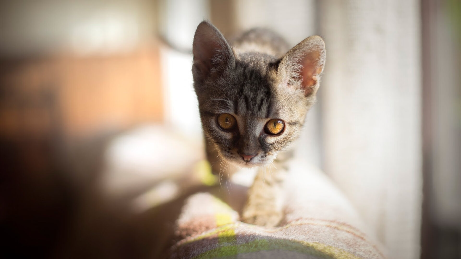 新闻中心拓展多元战略布局，多元化战略视角