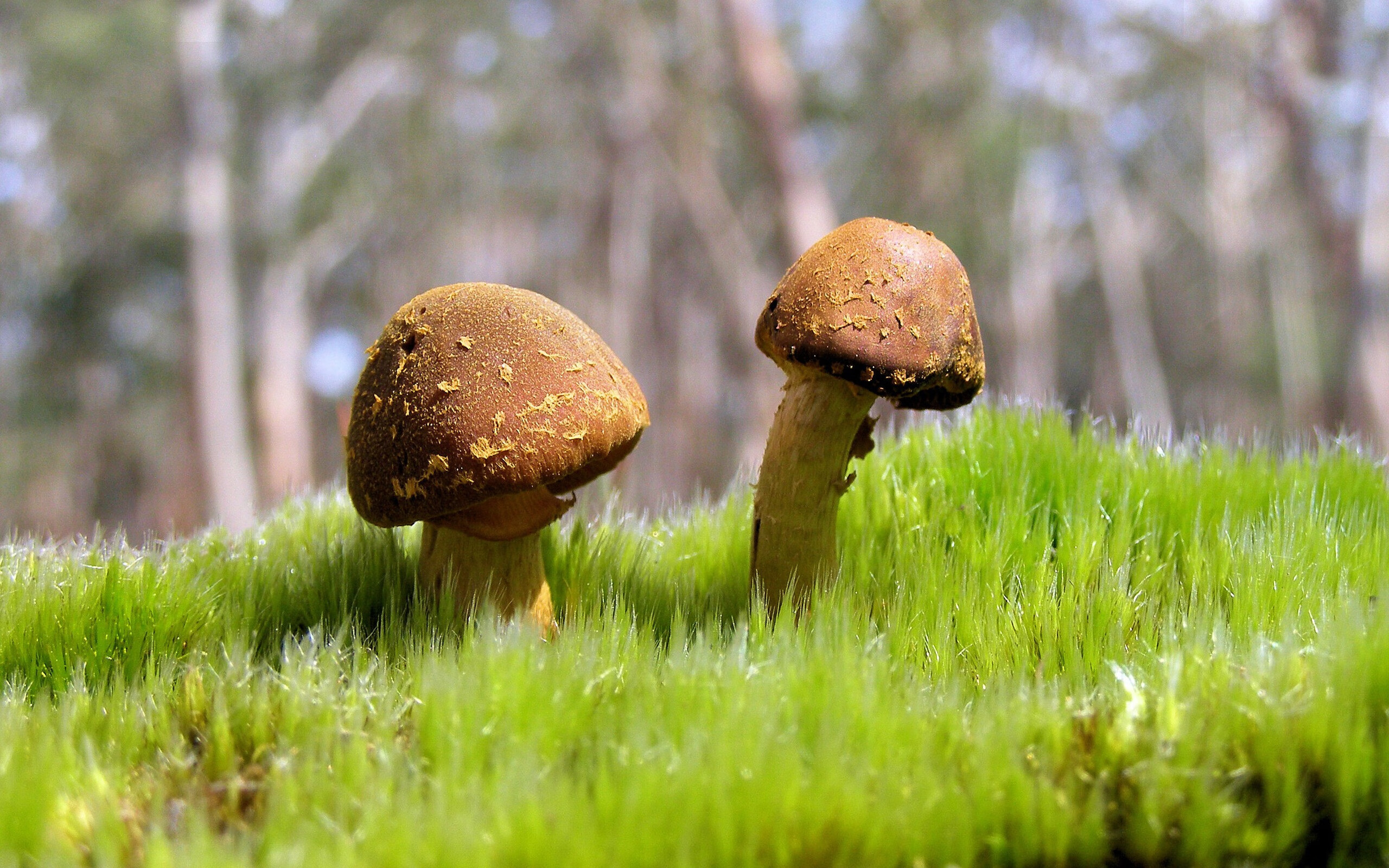 爱游戏娱乐-波兰队的表现回顾：在国际乒联混合团体世界杯中如何超越自我，波兰乒乓球著名运动员