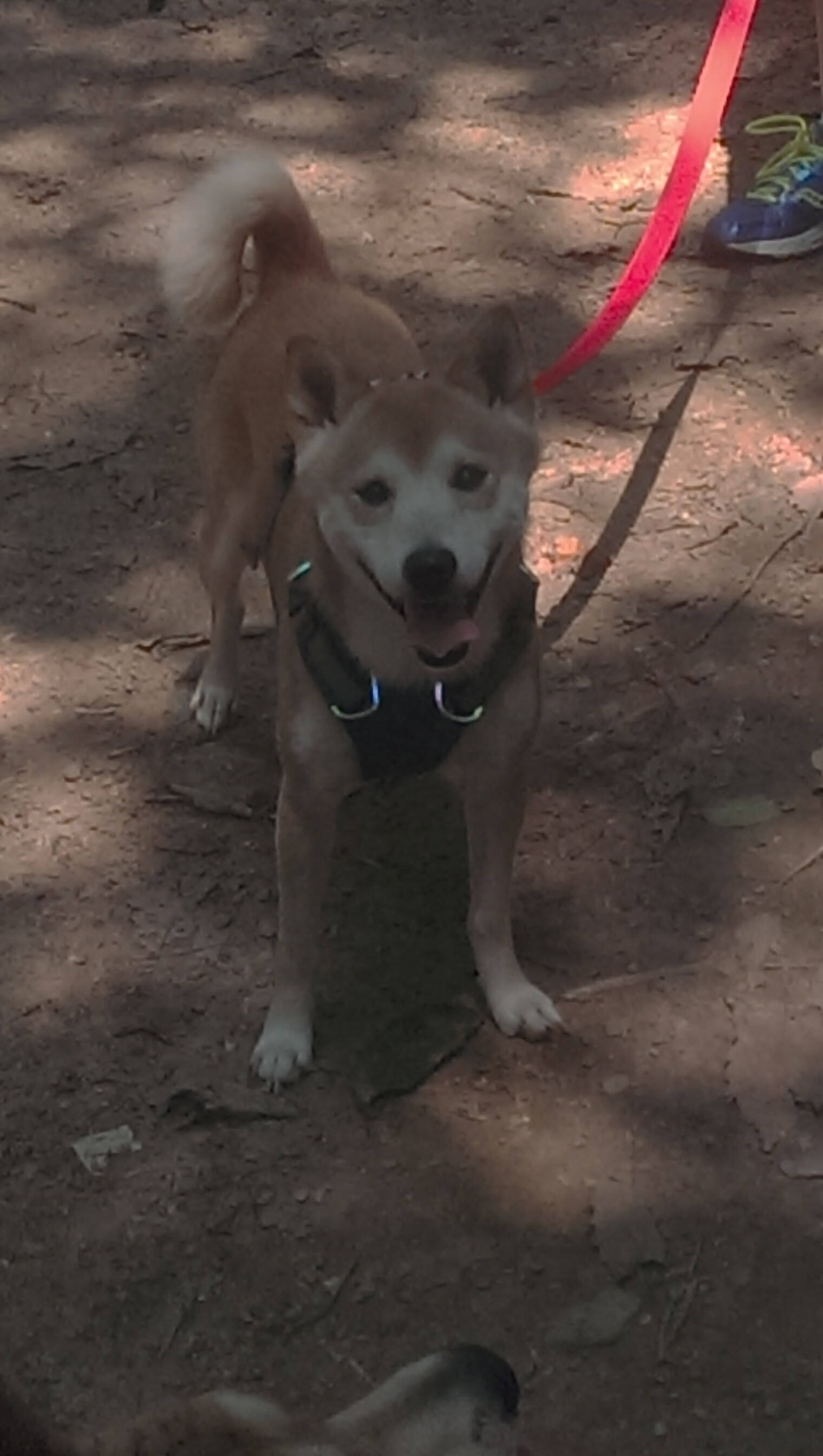 英雄联盟赛季MVP评选标准引发争议，英雄联盟mvp次数排名