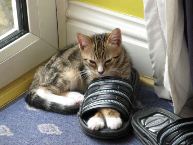 “帕布罗·马特拉的精神领袖作用,让阿根廷美洲狮队战斗力爆发”