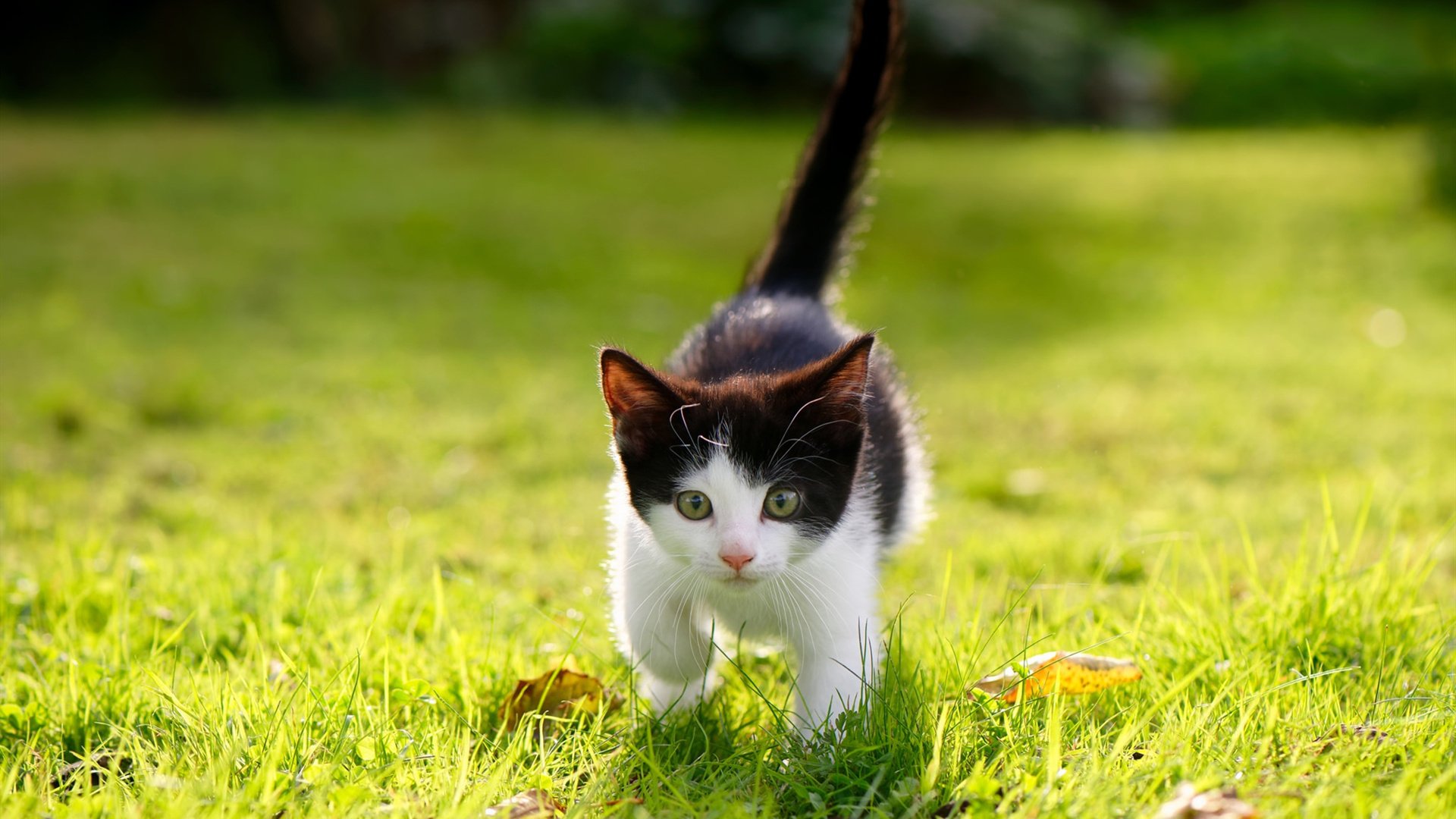 国际女子足球赛火爆开赛，吸引全球大量关注，国际女子足球友谊赛