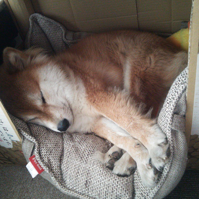 意甲精彩瞬间：攻防转换中的极致表演，意甲防守怎么这么严