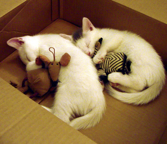 爱游戏-新闻中心及时发布赛事直播平台播出时间及链接，新闻在线直播间