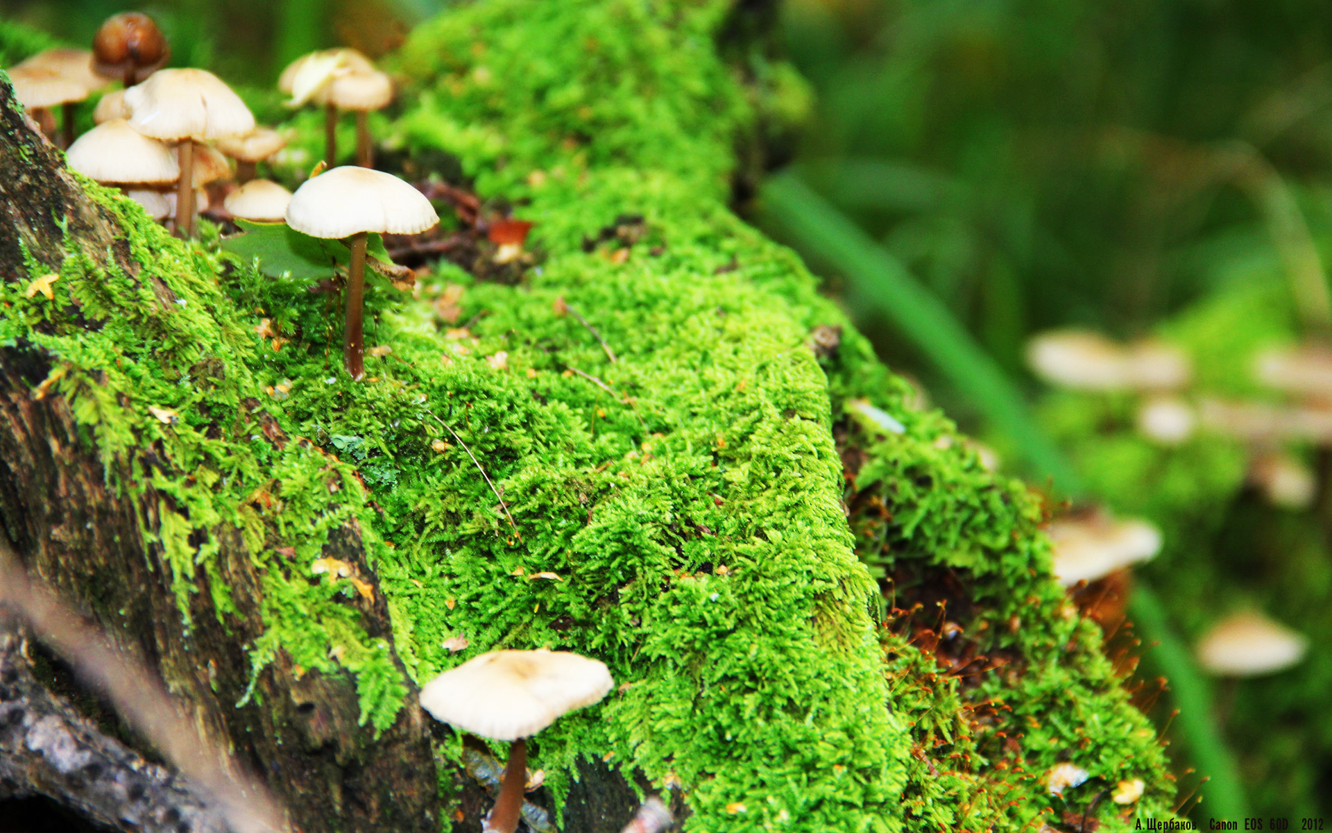 爱游戏体育（AYX）官方APP下载-爱尔兰橄榄球赛事成为欧洲关注焦点，爱尔兰篮球